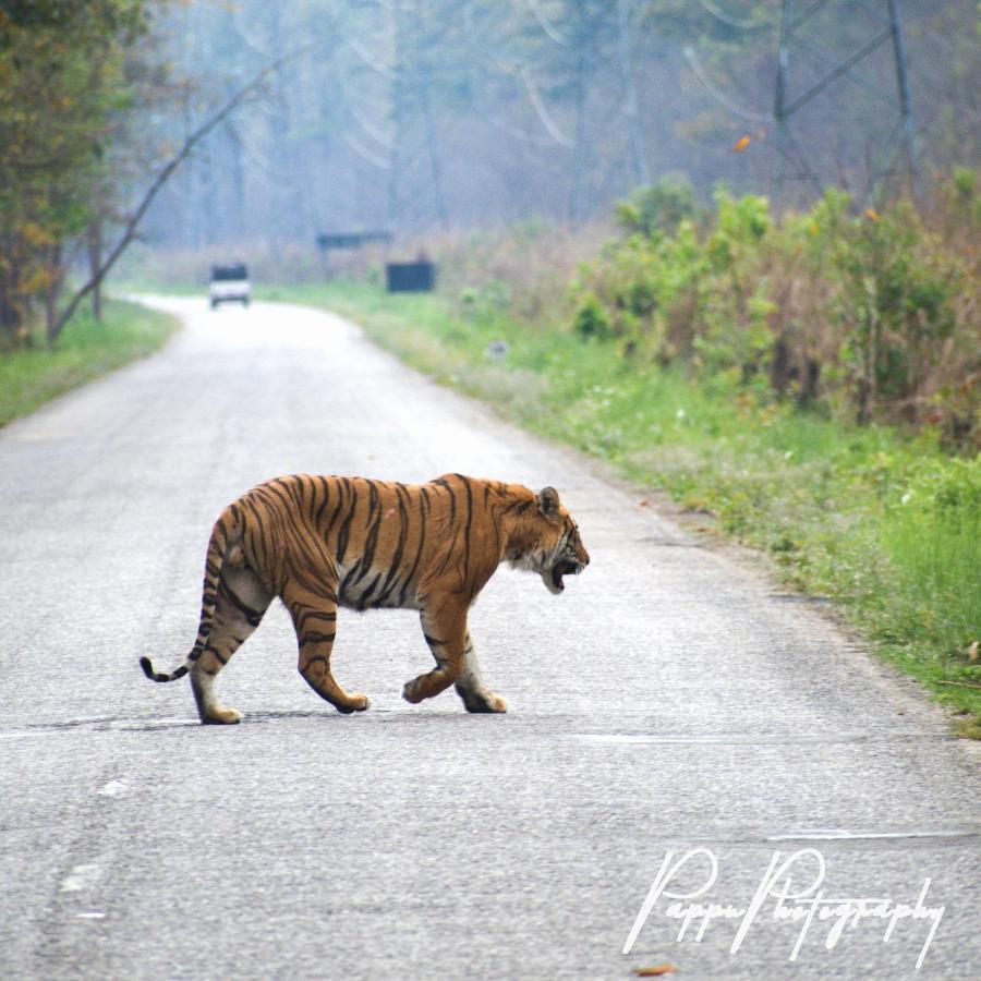 Golden River Of Wild Side Hotel Bardiya Luaran gambar